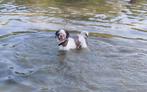 Lief Shih tzu meisje te koop, Dieren en Toebehoren, Overige rassen, 1 tot 2 jaar, Teef, Meerdere