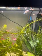 Platy’s, Vis