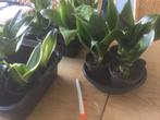 Diverse Xanseveria stekken, Huis en Inrichting, Kamerplanten, Ophalen, Vetplant, Halfschaduw, Minder dan 100 cm