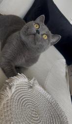 Britse korthaar poes grijs, Dieren en Toebehoren, Katten en Kittens | Raskatten | Korthaar, Poes, Ontwormd, 3 tot 5 jaar