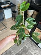 epipremnum marble queen, Ophalen, Overige soorten, Minder dan 100 cm