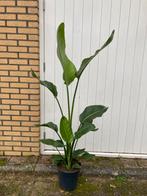 Prachtige Strelitzia nicolai 160 cm., Tuin en Terras, Planten | Tuinplanten, Ophalen, Overige soorten, Volle zon