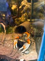 Cherax kreeft, Dieren en Toebehoren, Vis