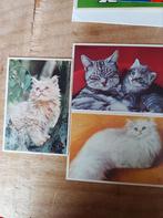 3voor het kind poezen kaarten., Verzamelen, Ansichtkaarten | Dieren, Ophalen of Verzenden, 1940 tot 1960, Hond of Kat
