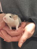 Ratjes super super tam en echt super lief.