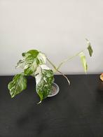 Monstera albo, Ophalen, Overige soorten, Minder dan 100 cm