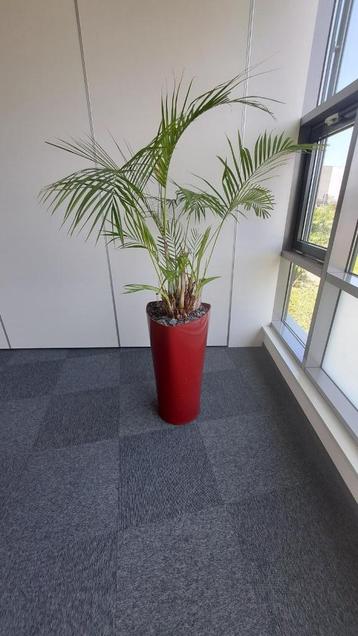 Palm in grote rode pot beschikbaar voor biedingen