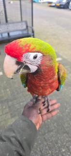 Groenvlegel x militaris, Dieren en Toebehoren, Vogels | Parkieten en Papegaaien, Vrouwelijk, Papegaai, Tam