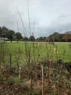 Diverse jonge bomen en struiken, Ophalen, Overige soorten, Minder dan 100 cm