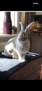 Ik zoek Duitse reus chinchilla kleur, Dieren en Toebehoren, Konijnen, Vrouwelijk, Groot