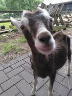 Toggenburger geitje (Maan) te koop, Dieren en Toebehoren, Vrouwelijk, Geit, 0 tot 2 jaar