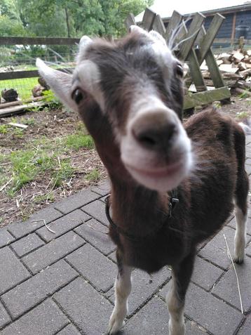 Toggenburger geitje (Maan) te koop beschikbaar voor biedingen