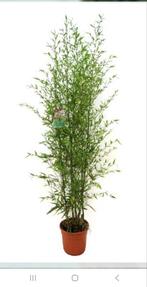 Bamboe Phyllostachys aurea (gouden bamboe) 2.mtr, Ophalen