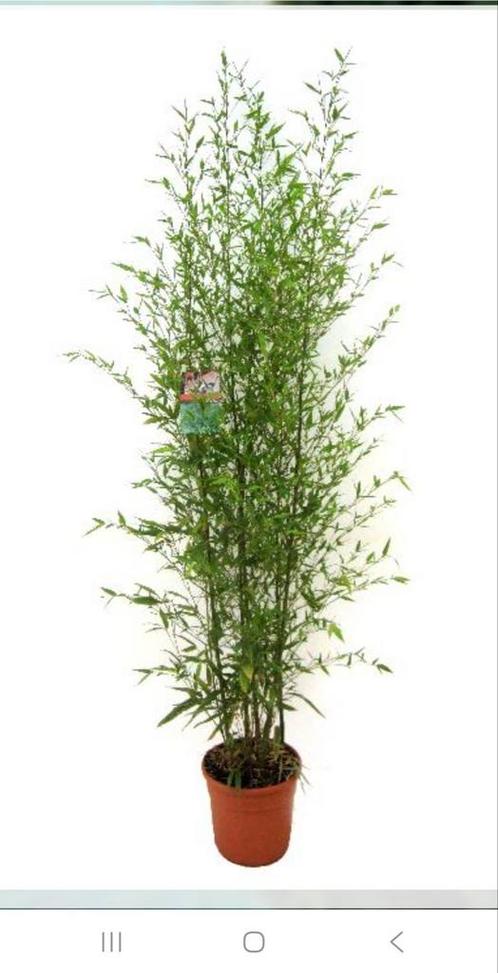 Bamboe Phyllostachys aurea (gouden bamboe) 2.mtr, Tuin en Terras, Planten | Tuinplanten, Ophalen
