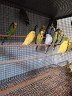 Diverse kleuren Engelse grasparkieten., Dieren en Toebehoren, Vogels | Parkieten en Papegaaien
