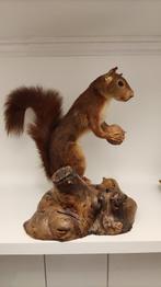 Rode eekhoorn taxidermie, Verzamelen, Ophalen of Verzenden, Zo goed als nieuw, Wild dier, Beeldje of Figuurtje