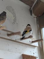 Majoor putters, Dieren en Toebehoren, Vogels | Overige Vogels, Meerdere dieren, Wildzangvogel, Geringd