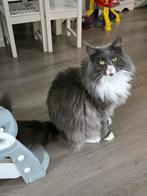 Maine coon Kater, Kater, Gechipt