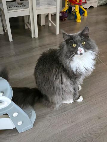Maine coon Kater  beschikbaar voor biedingen