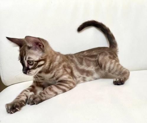 3 Mink Sneeuwbengaal kittens, Dieren en Toebehoren, Katten en Kittens | Raskatten | Korthaar, Meerdere dieren, Gechipt