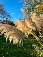 Pampas gras 1,5 -2 meter hoog, Ophalen