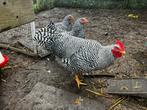Mooie Amrock Haan 6 maanden oud, Mannelijk, Kip