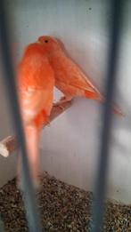 Vogels, Dieren en Toebehoren, Vogels | Kanaries, Meerdere dieren, Kleurkanarie