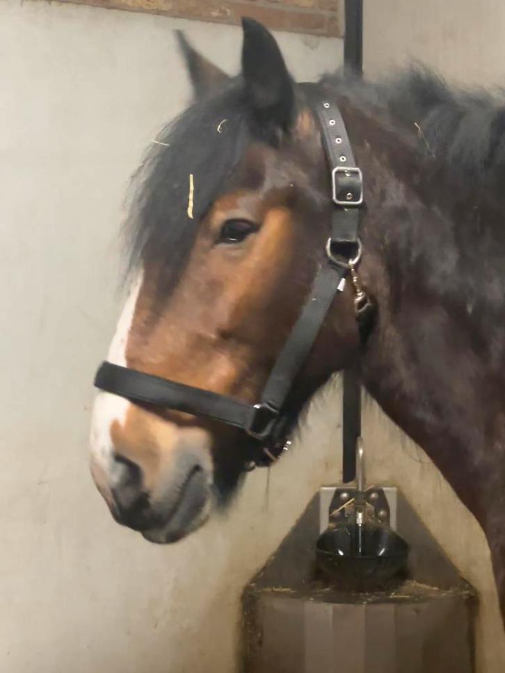 Canadese onverwoestbare (Amish) halsters, Dieren en Toebehoren, Paarden en Pony's | Hoofdstellen en Tuigage, Nieuw, Overige soorten