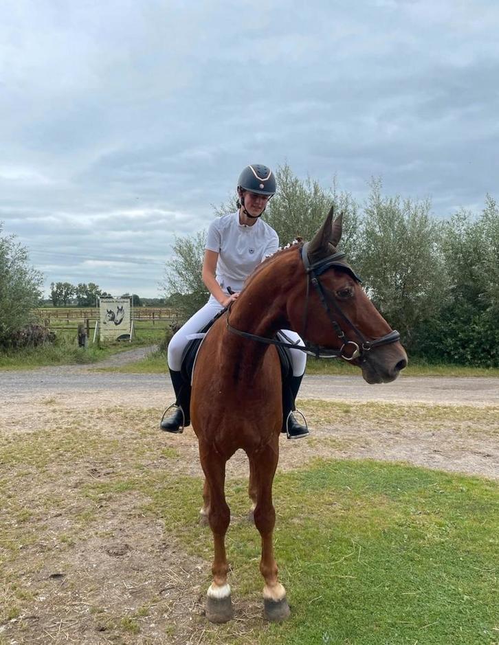 Bijrijpaard gezocht / bijrijder aangeboden, Dieren en Toebehoren, Paarden en Pony's | Verzorgingsproducten, Zo goed als nieuw