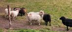 Diverse oussantjes, Dieren en Toebehoren, Schapen, Geiten en Varkens, Meerdere dieren, Schaap