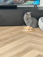 Britse korthaar met electrische kattenbak, Dieren en Toebehoren, Katten en Kittens | Raskatten | Korthaar, Kater, Ontwormd