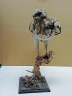 Taxidermie buizerd / Opgezette buizerd op tak, Ophalen, Gebruikt, Vogel, Opgezet dier