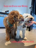 Kleine medium labradoodles, Dieren en Toebehoren, Rabiës (hondsdolheid), 8 tot 15 weken, Meerdere, Meerdere dieren