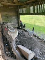 Trio Barnevelder kippen, Dieren en Toebehoren, Pluimvee, Meerdere dieren, Kip