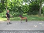 Een prachtige merrie Rea, Merrie, 0 tot 2 jaar, A pony (tot 1.17m), Gechipt