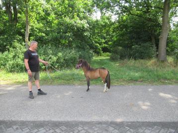 Een prachtige merrie Rea beschikbaar voor biedingen