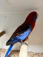 Mooi koppel pennant rosella's, Dieren en Toebehoren, Meerdere dieren, Parkiet, Geringd