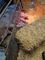 Pitrain biggen, Dieren en Toebehoren, Schapen, Geiten en Varkens, Vrouwelijk, Varken