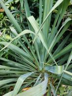 2 grote yucca's  en veel kleine, Ophalen, Zomer, Overige soorten, Volle zon