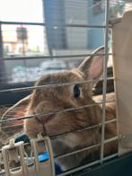 Konijn, Dieren en Toebehoren, Vrouwelijk, Middelgroot, Hangoor, 6 tot 8 jaar