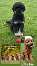 Nestaankondiging, Dieren en Toebehoren, Overige rassen, 8 tot 15 weken, Meerdere dieren, Eén hond