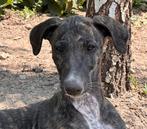 Galgo espanol, Dieren en Toebehoren, Honden | Windhonden, CDV (hondenziekte), Meerdere, Meerdere dieren, Nederland