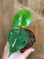 Monstera deliciosa variegata plant mint albo white wit, Ophalen of Verzenden, Halfschaduw, Minder dan 100 cm