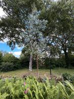 Eucalyptus gunnii boom, Tuin en Terras, Planten | Bomen, Ophalen, Bloeit niet, Volle zon, 400 cm of meer