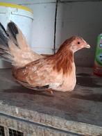 Japanse kriel kippen, Dieren en Toebehoren, Pluimvee, Meerdere dieren, Kip