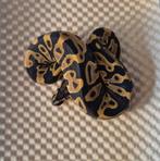 Leopard dh clown pied, Slang, 0 tot 2 jaar