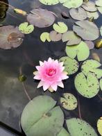Waterlelie wit/roze, €15,- per stuk, Tuin en Terras, Vijvers, Ophalen