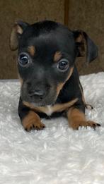 SUPERLIEVE KNAPPE BLACK/TAN JACK RUSSELL TERRIËR TEEFJE, Dieren en Toebehoren, Honden | Jack Russells en Terriërs, Jack Russell Terriër