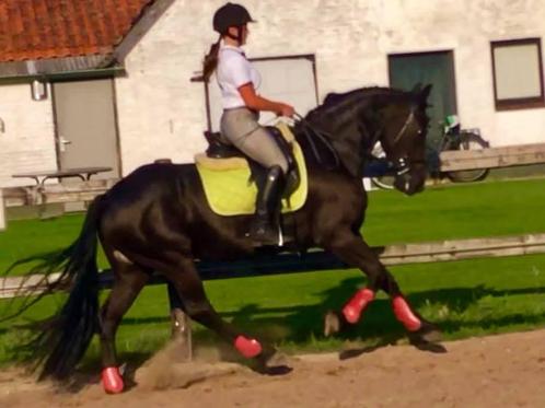 Stal ruiter aangeboden / bijrijder aangeboden, Dieren en Toebehoren, Paarden en Pony's | Verzorgingsproducten, Ophalen of Verzenden