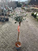 Photinia Carré Rouge - Glansmispel, Tuin en Terras, Overige soorten, Lente, 100 tot 250 cm, Ophalen